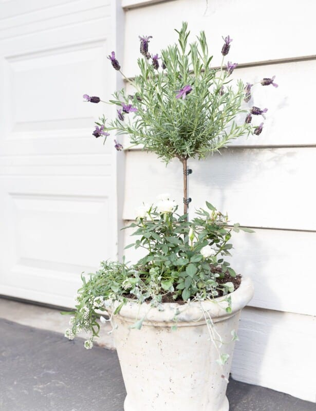 车库门前的薰衣草修剪。